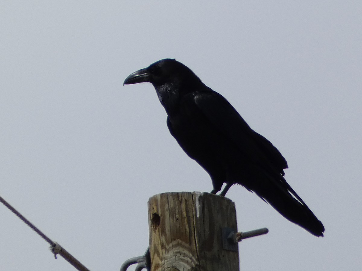 Common Raven - ML538190641