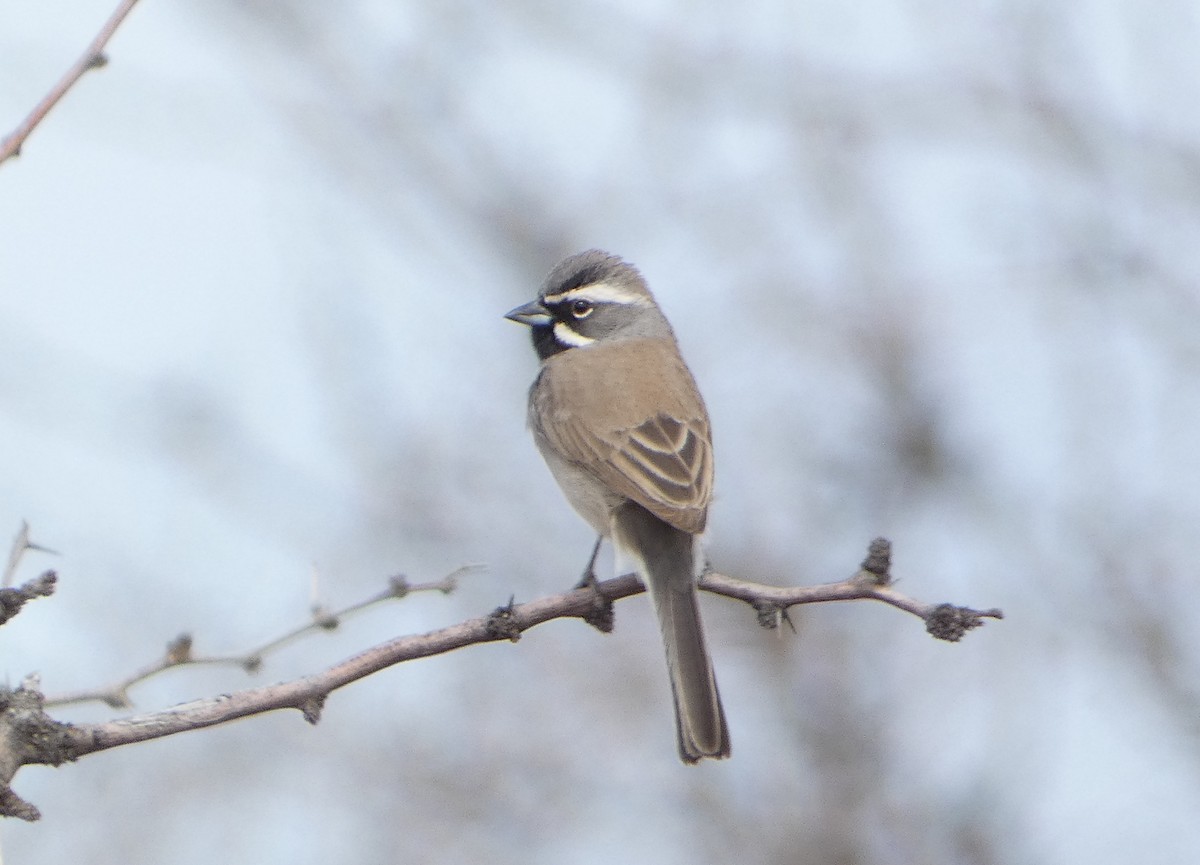 Black-throated Sparrow - ML538191321