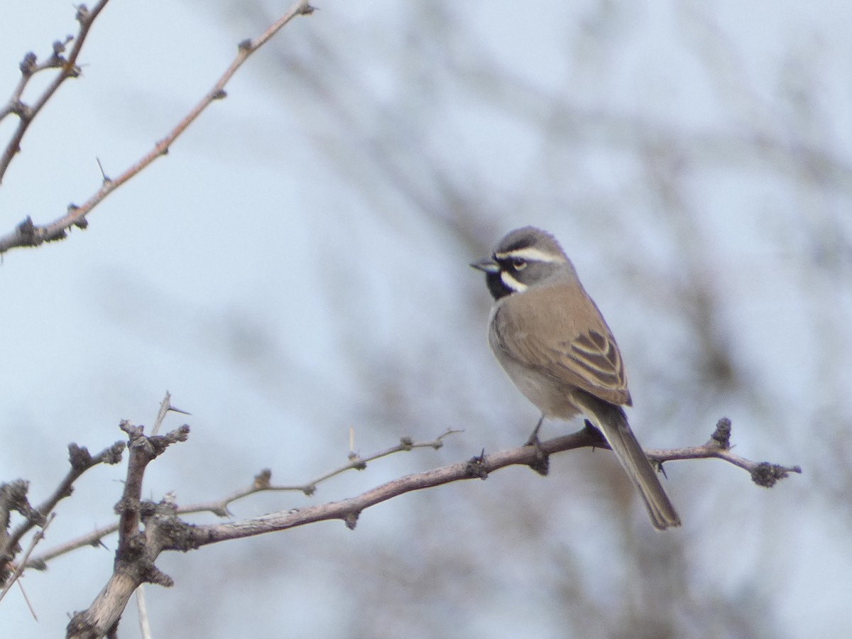 Black-throated Sparrow - ML538191331