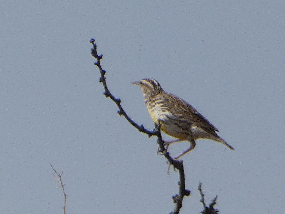 Western/Chihuahuan Meadowlark - ML538191421