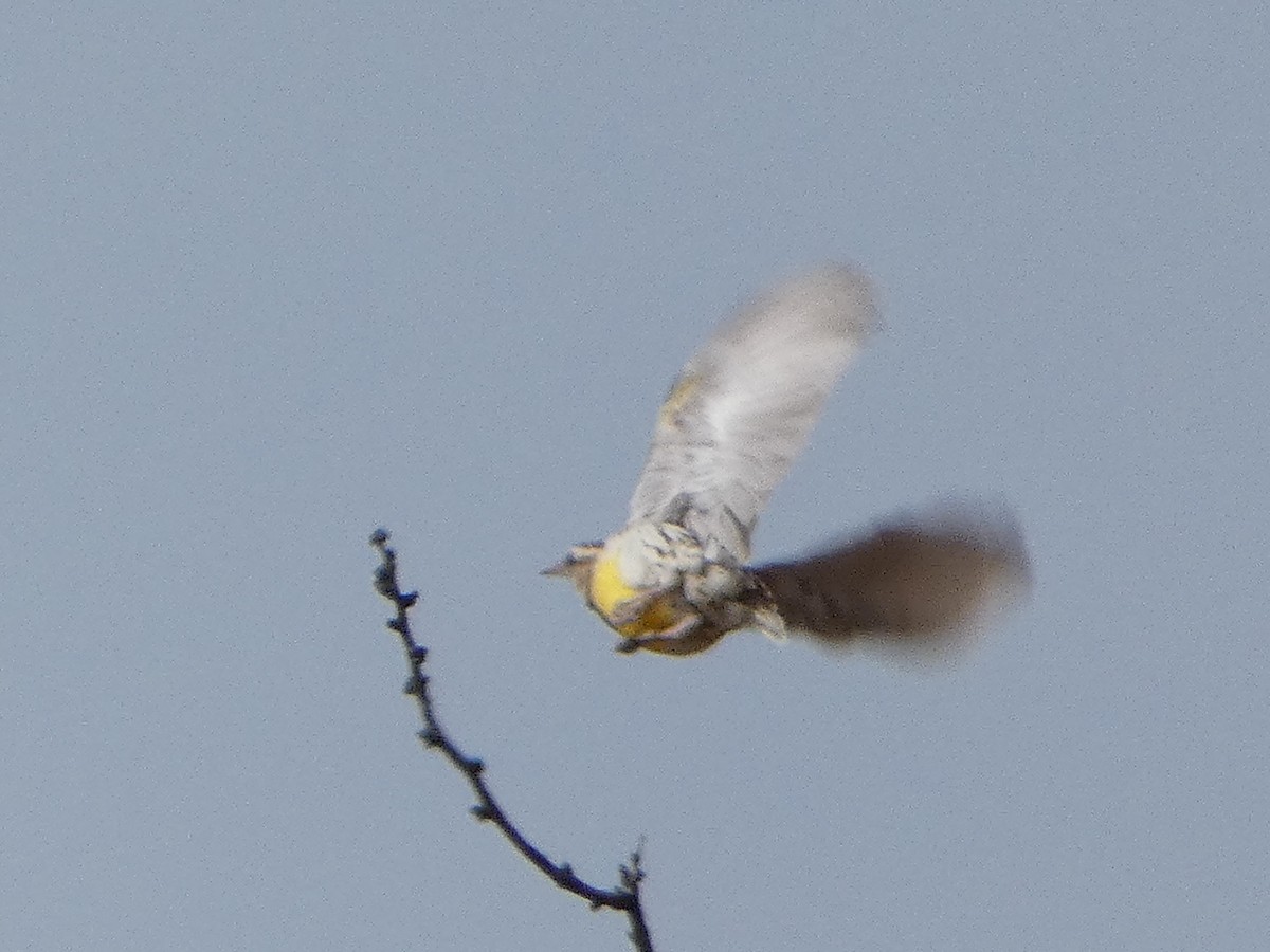 Western/Chihuahuan Meadowlark - ML538191431