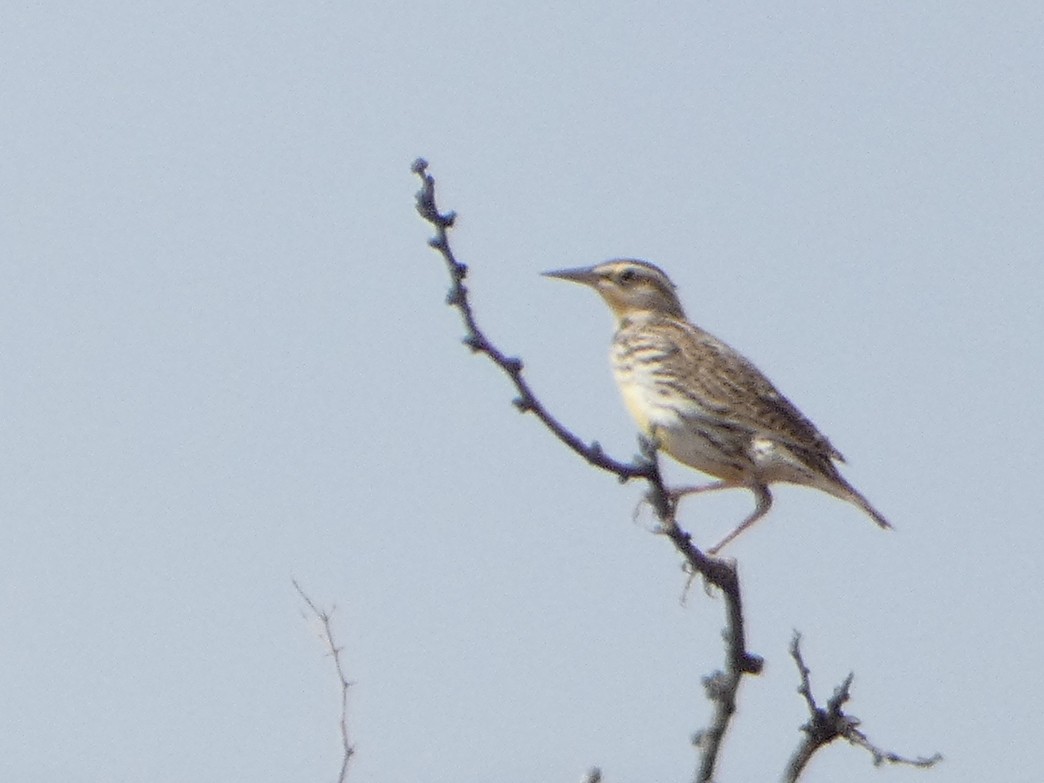 Western/Chihuahuan Meadowlark - ML538191611