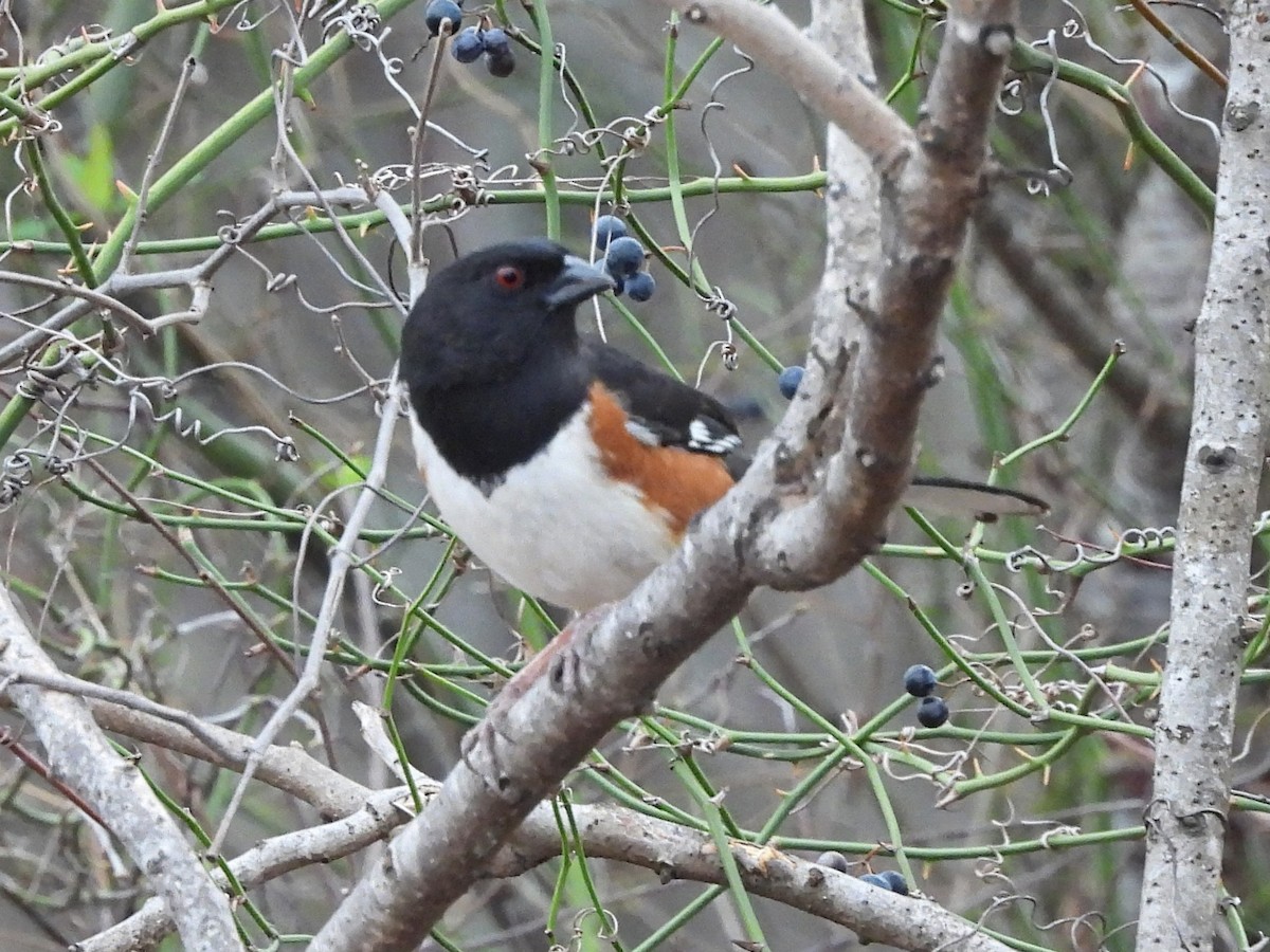 Eastern Towhee - ML538192241