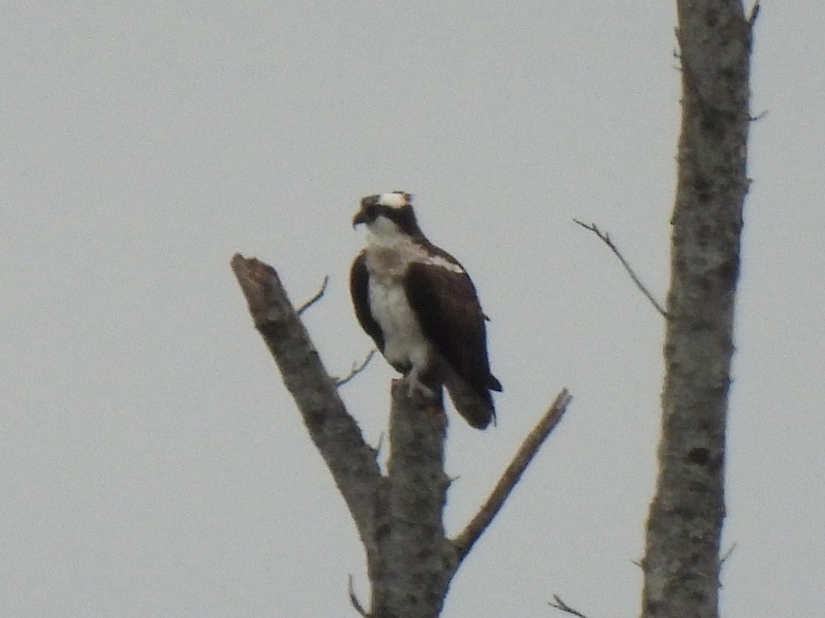 Águila Pescadora - ML538193361