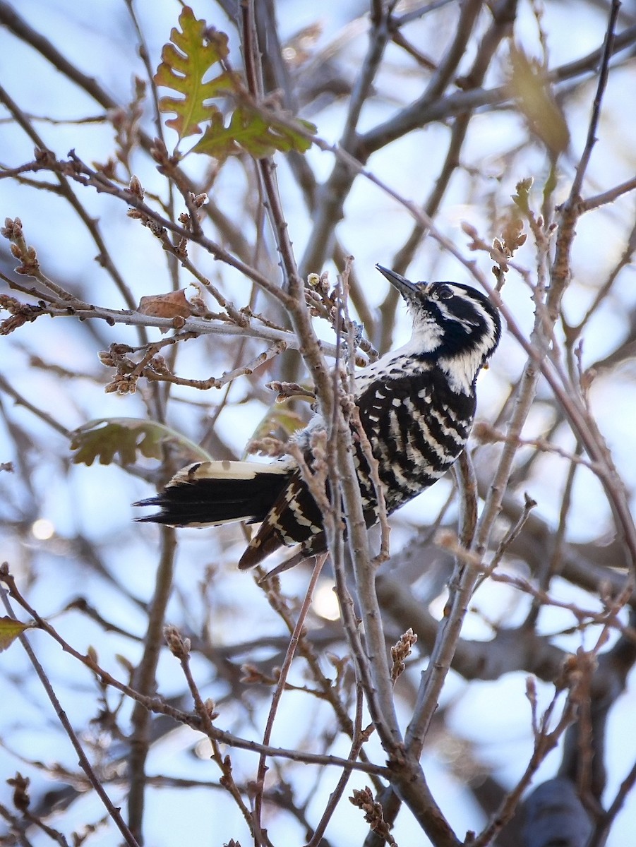 Nuttall's Woodpecker - Rick Grijalva