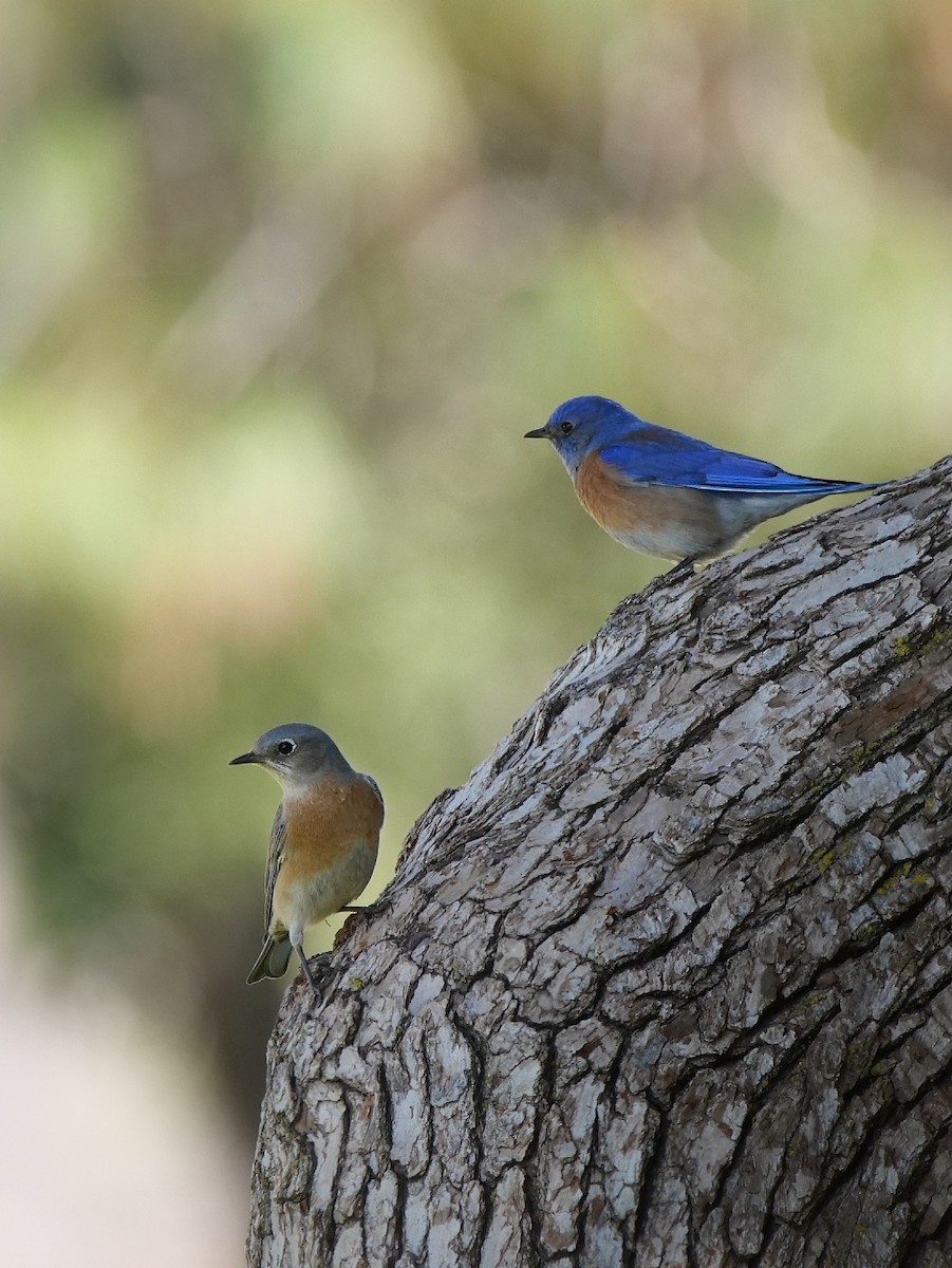 Western Bluebird - Rick Grijalva