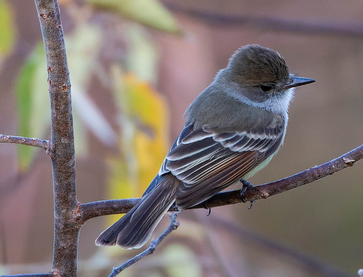 Nutting's Flycatcher - ML538193871
