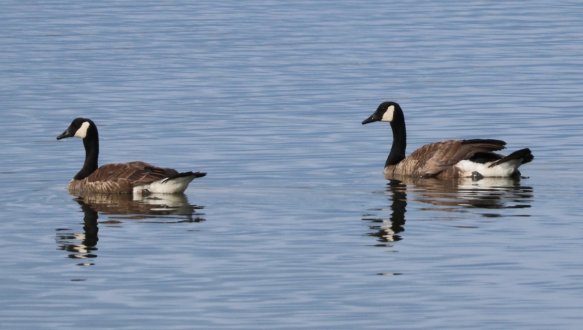 Canada Goose - ML538194391