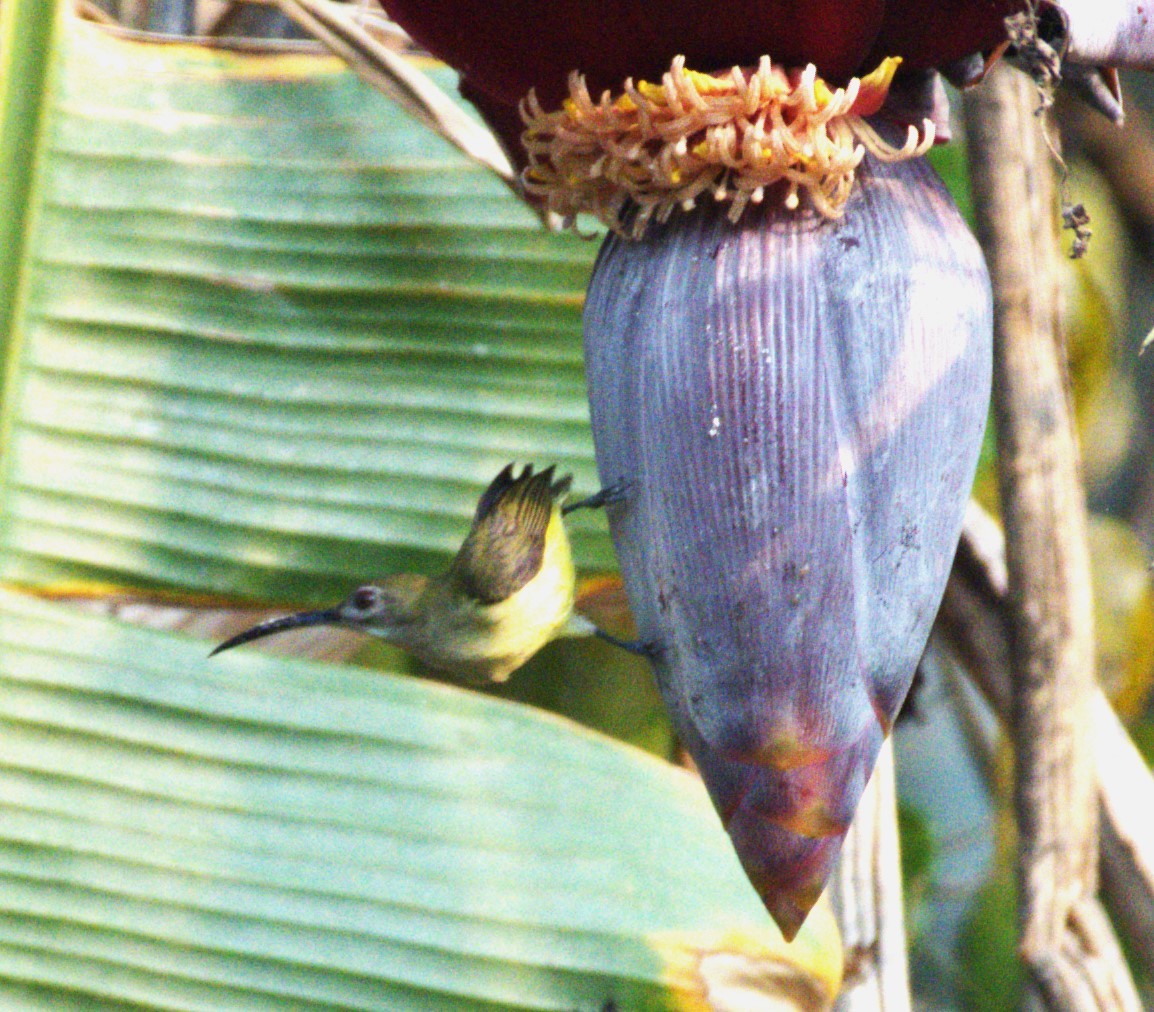Little Spiderhunter - ML538194771