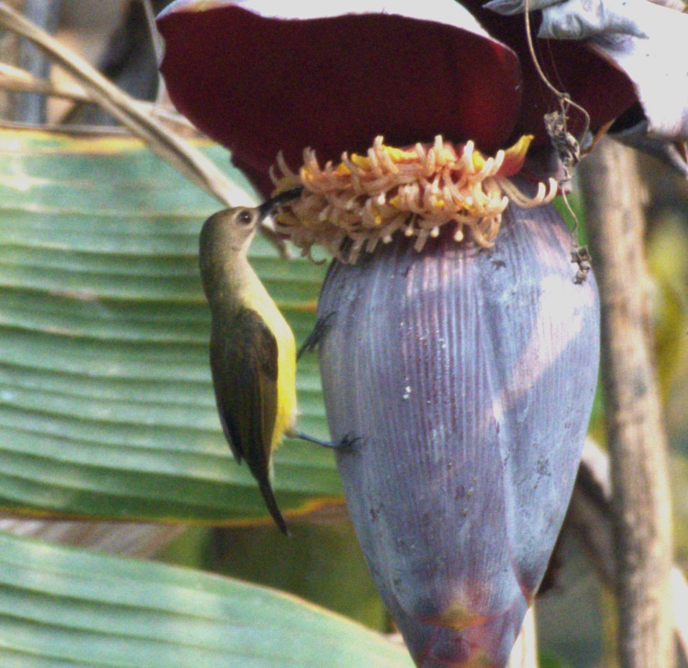 Little Spiderhunter - ML538194821
