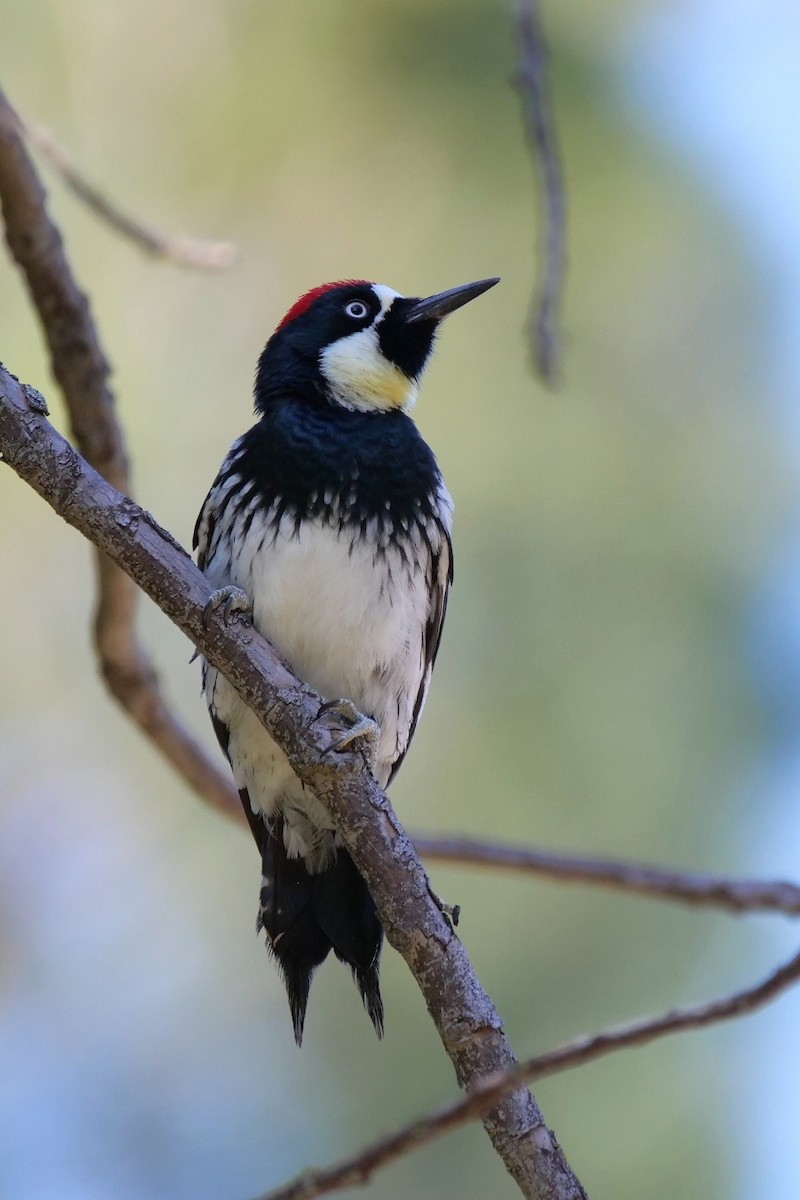 Acorn Woodpecker - ML538195231