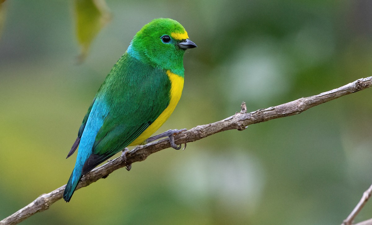 Blue-naped Chlorophonia - George Armistead | Hillstar Nature