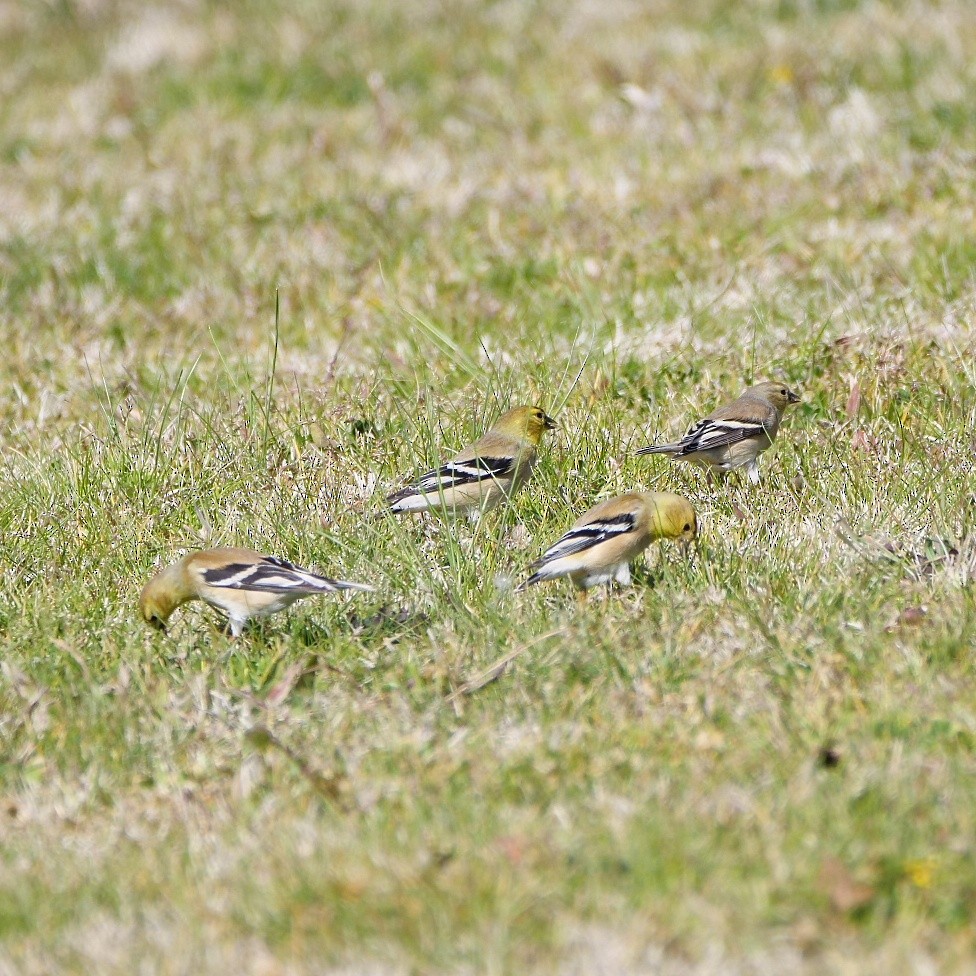 American Goldfinch - ML538195581