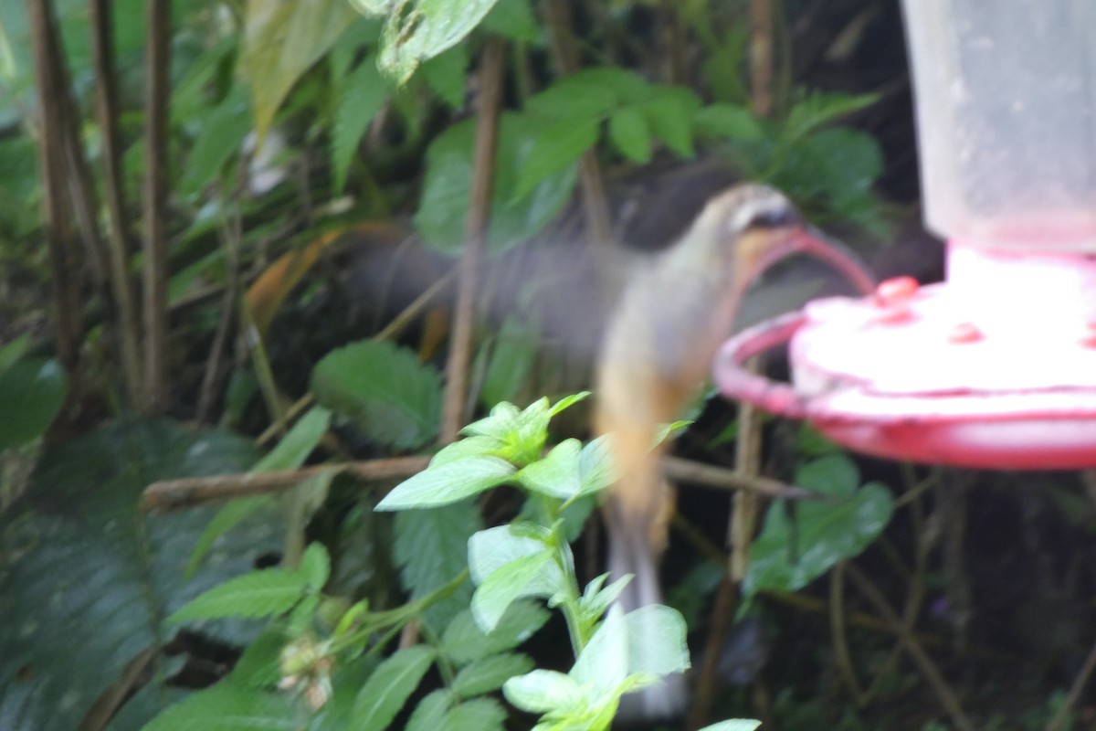 Tawny-bellied Hermit - ML538195821