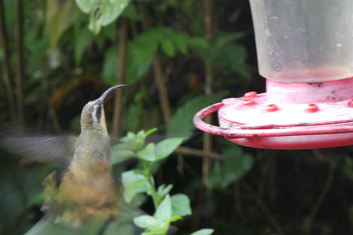 Tawny-bellied Hermit - ML538195831