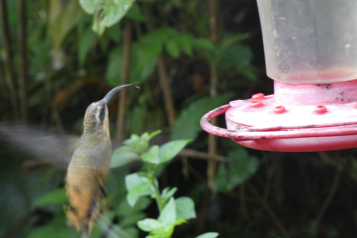 Tawny-bellied Hermit - ML538195851