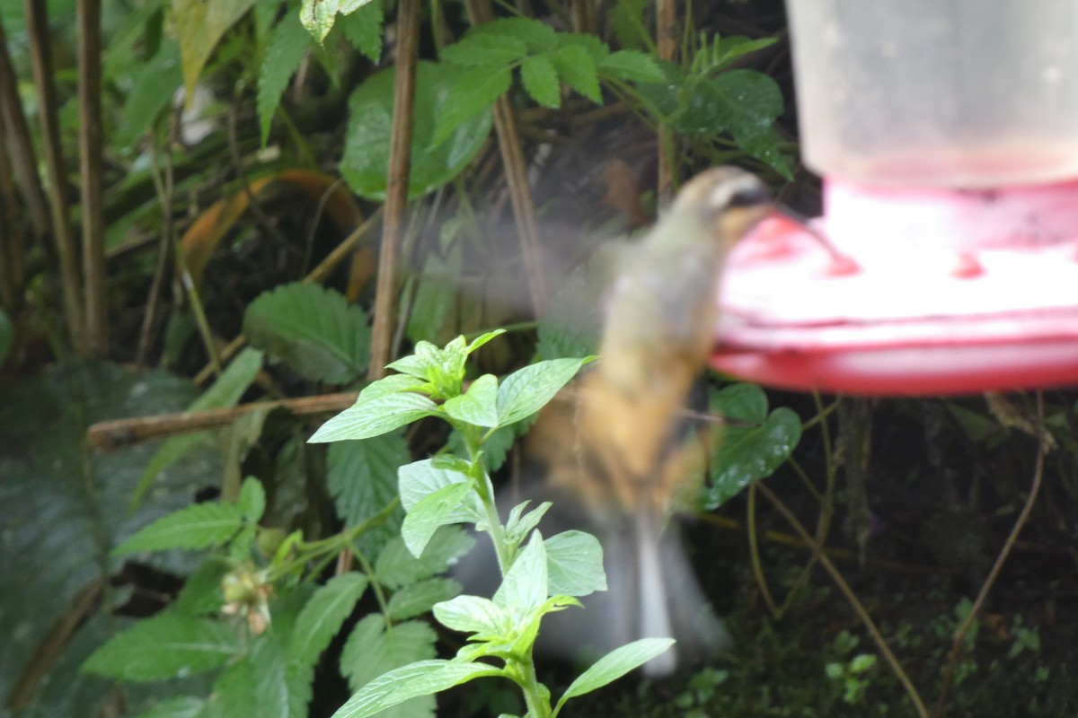 Tawny-bellied Hermit - ML538195871