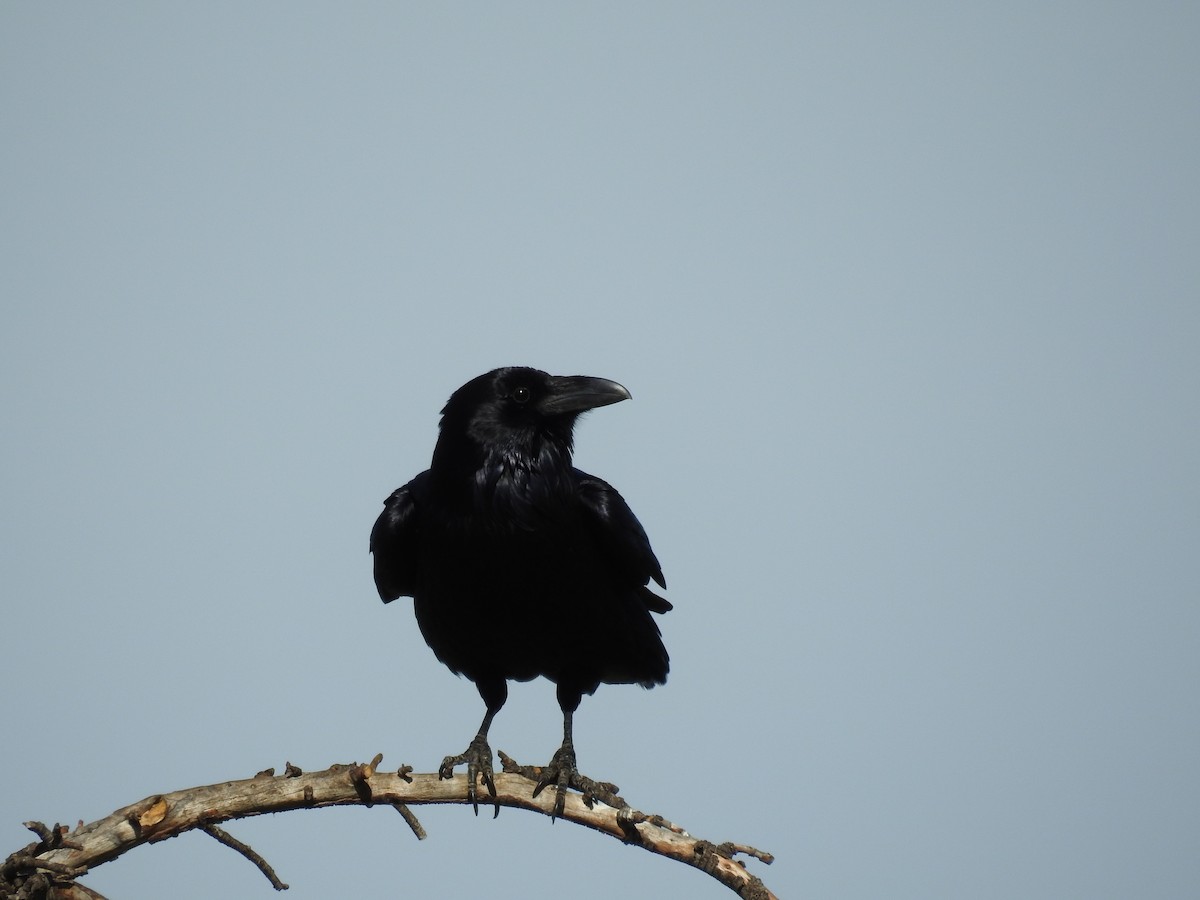 Grand Corbeau - ML538196591