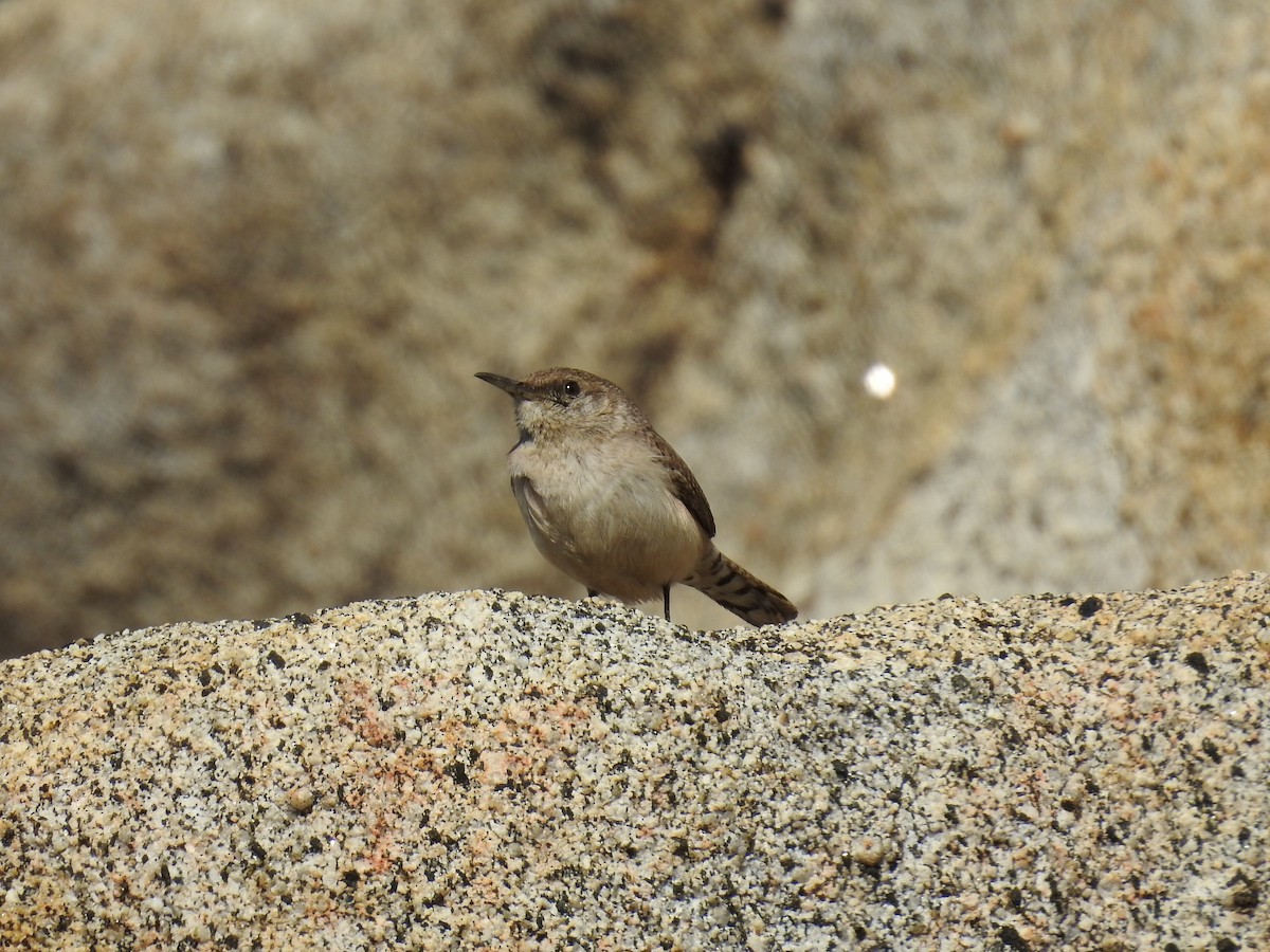 Troglodyte des rochers - ML538196621