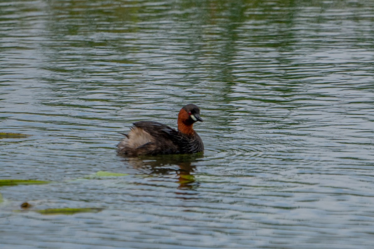 Little Grebe (Tricolored) - ML538196691