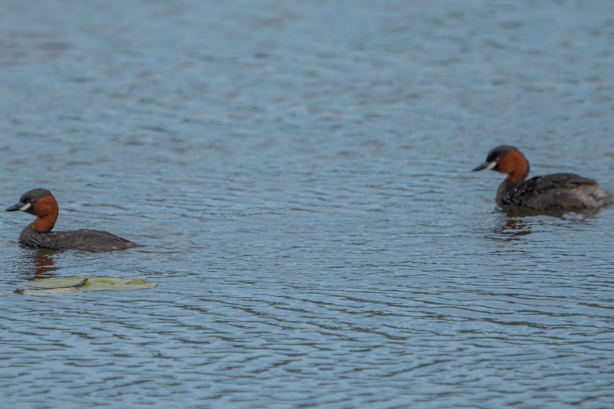 Little Grebe (Tricolored) - ML538196701