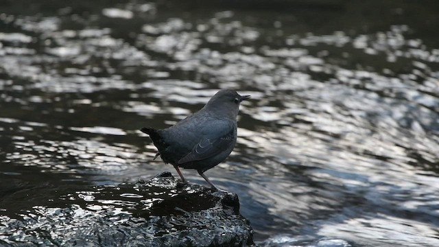 American Dipper - ML538199351