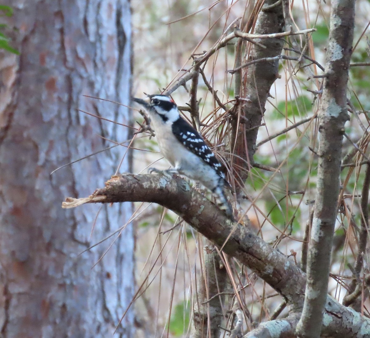 Downy Woodpecker - ML538200311