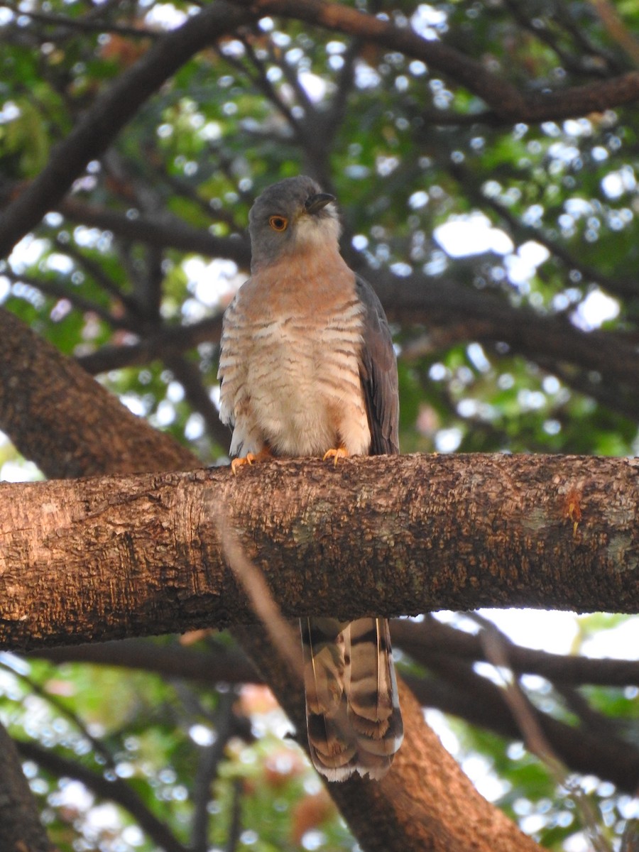 Common Hawk-Cuckoo - Rameez Elm