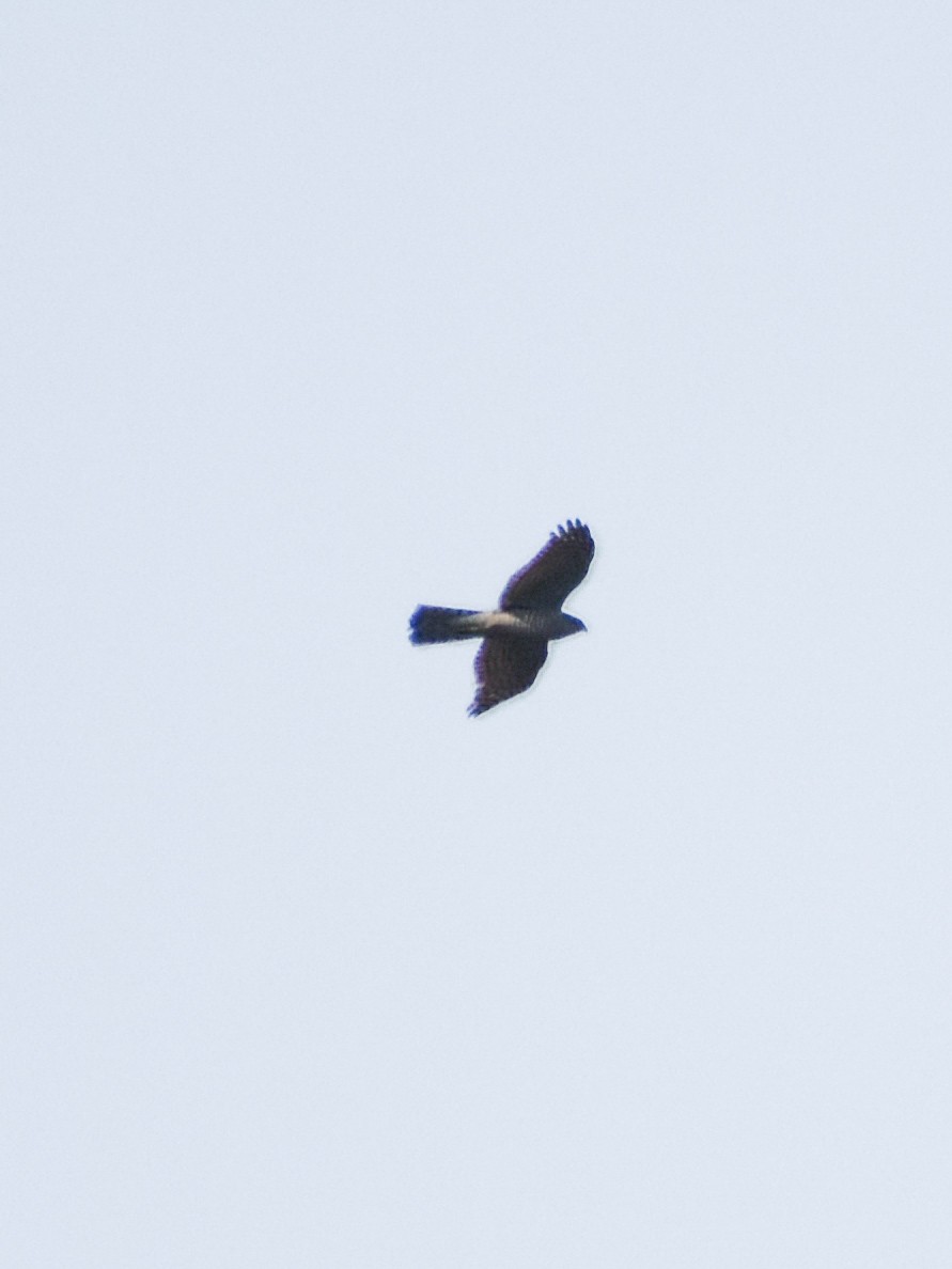 Eurasian Sparrowhawk - ML538201021