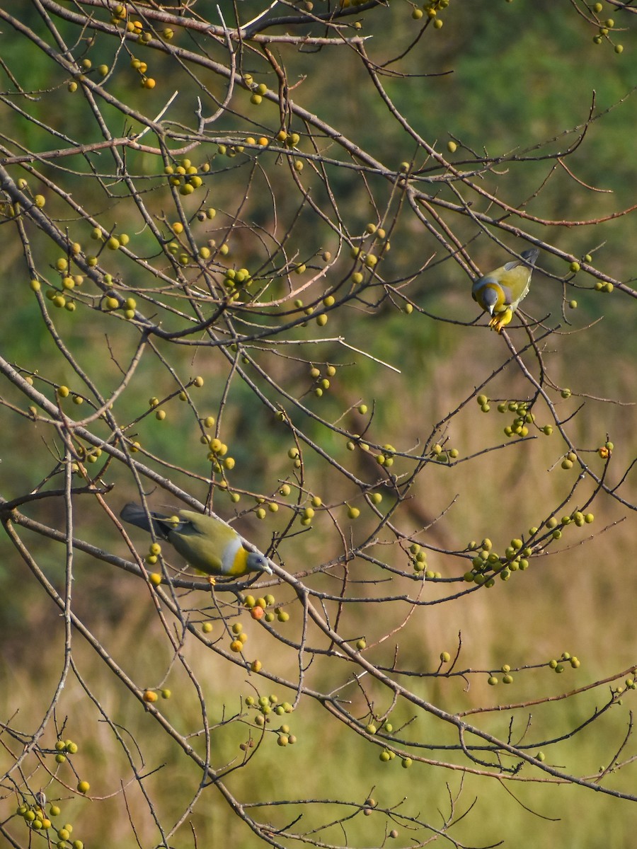 Yellow-footed Green-Pigeon - ML538201121