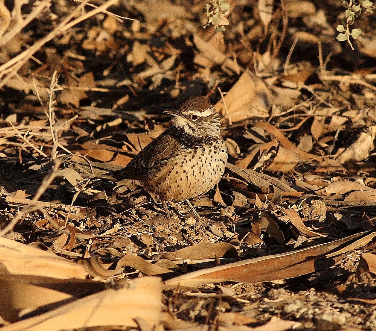 Cactus Wren - ML538201401