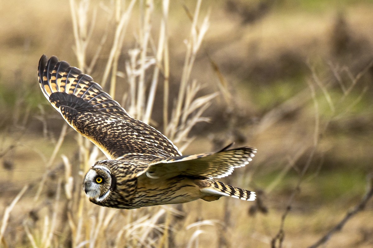 Short-eared Owl - Janine Schutt