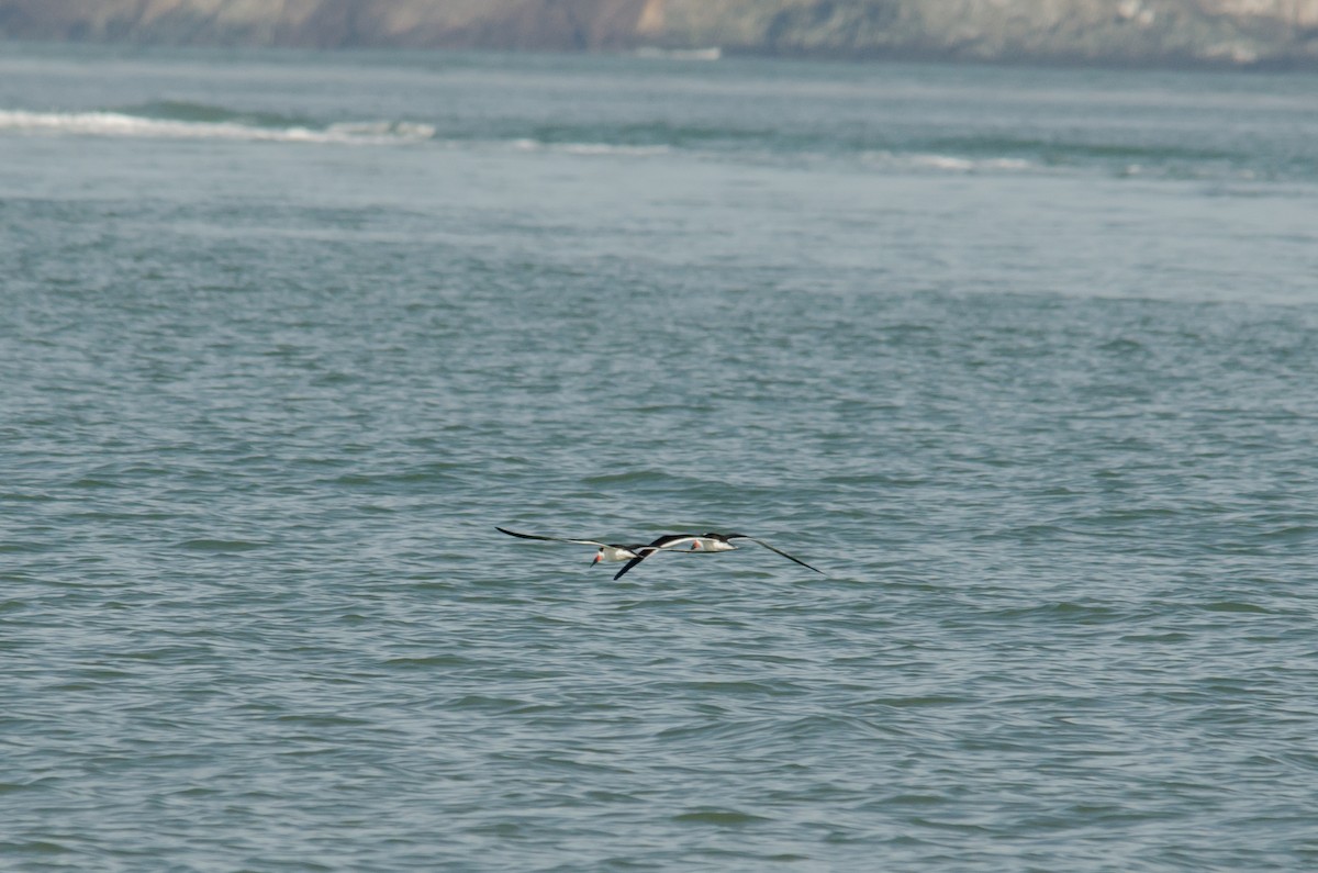 Black Skimmer - ML538203281