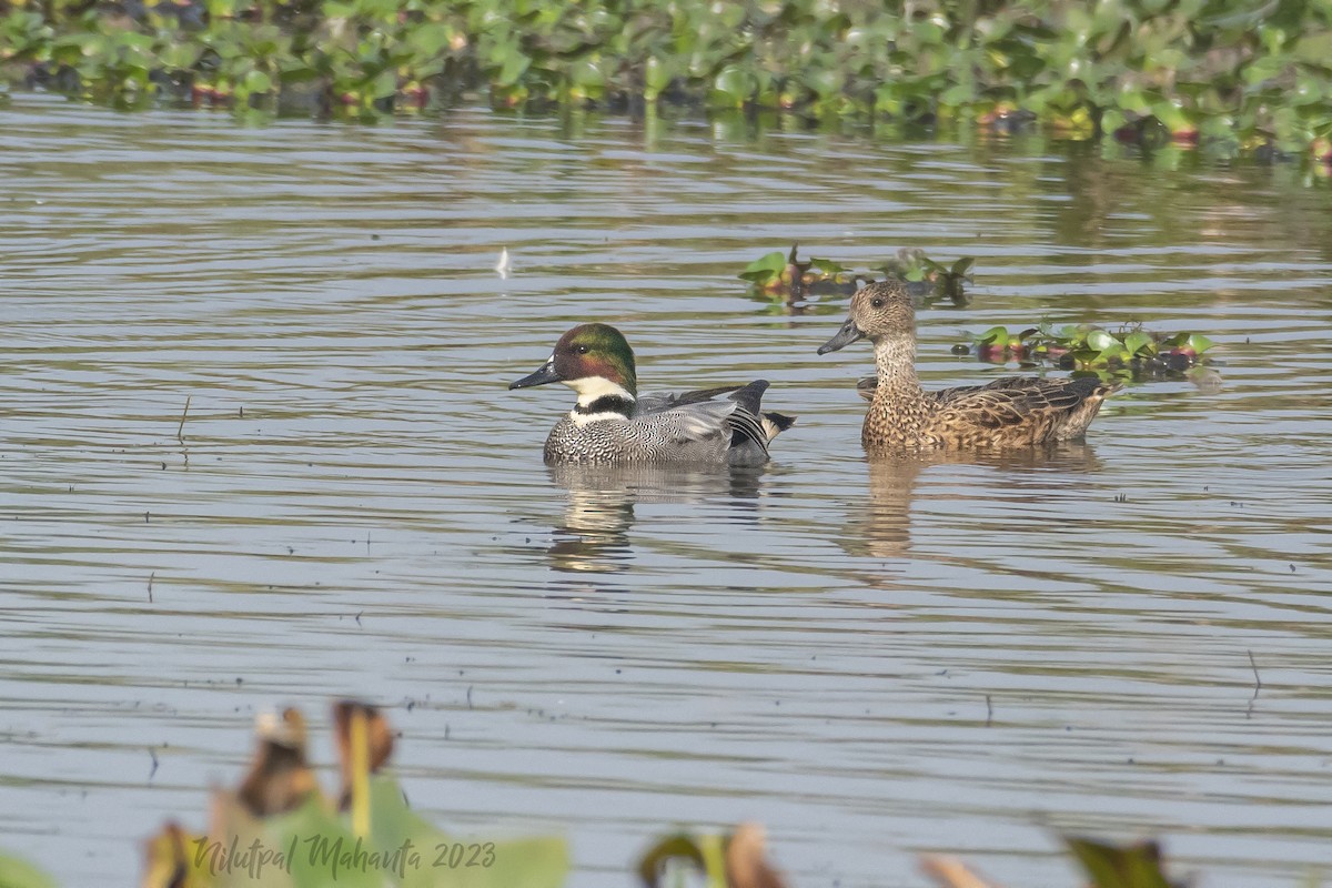 Falcated Duck - ML538203651