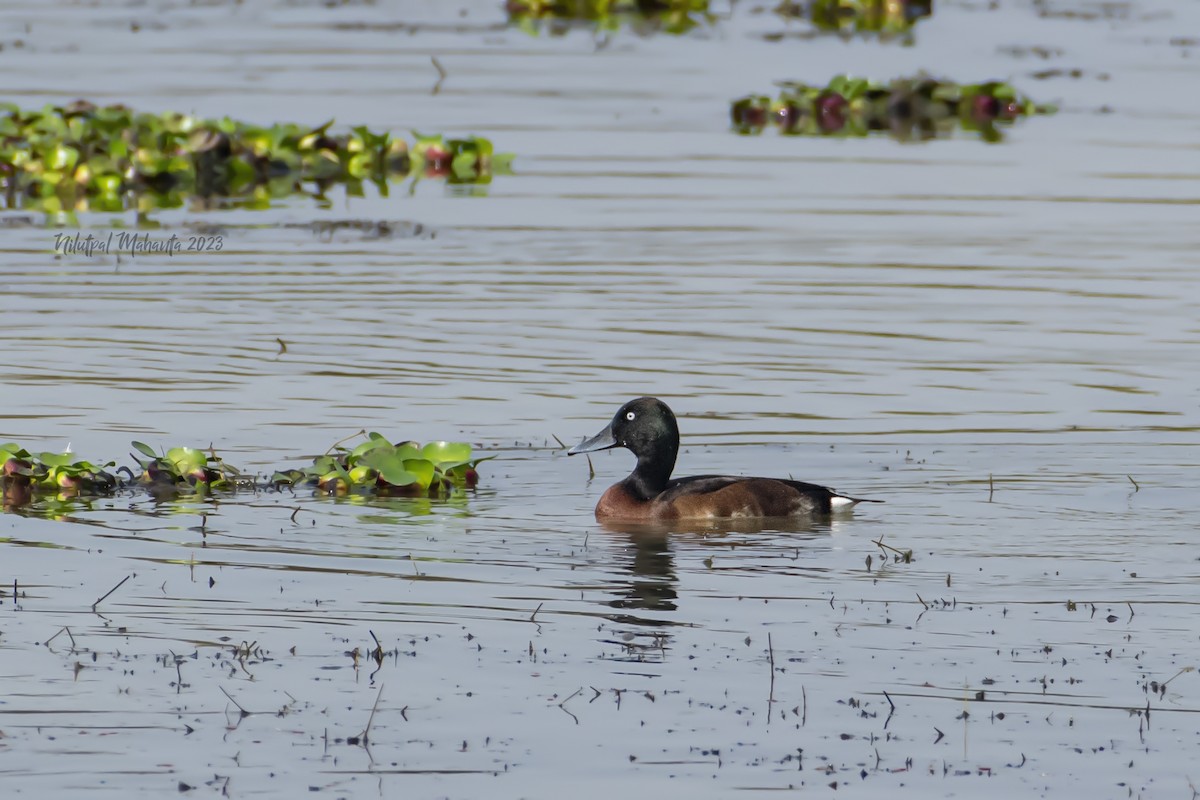 Baer's Pochard - ML538203681