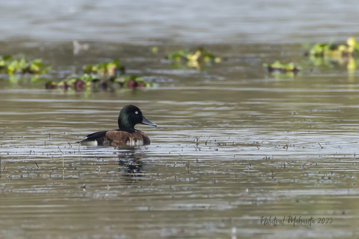 Baer's Pochard - ML538203691