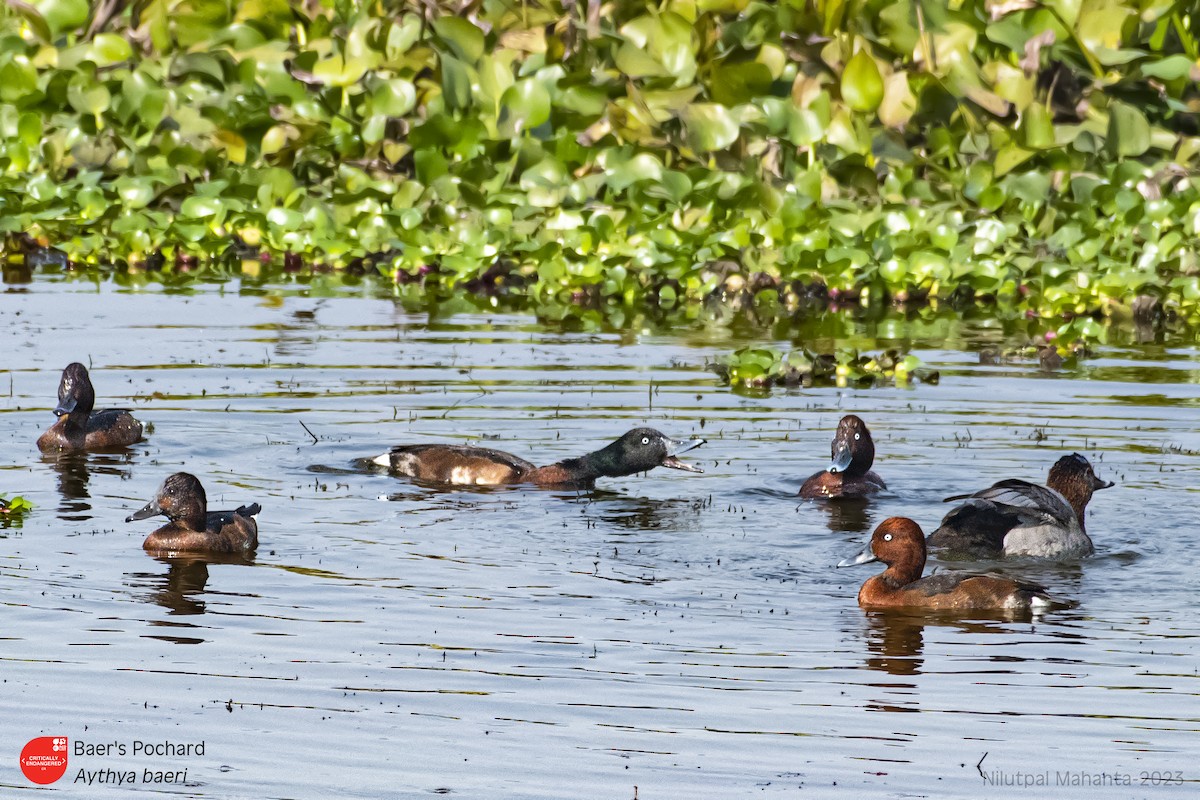 Baer's Pochard - ML538203701