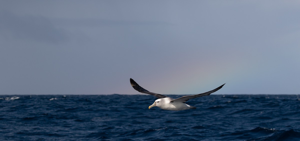 White-capped Albatross - James Bennett