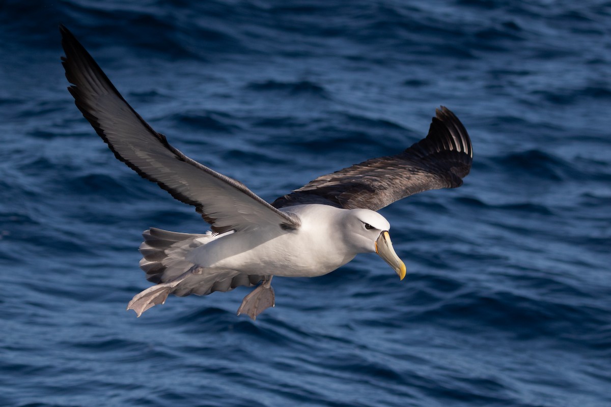 White-capped Albatross - James Bennett