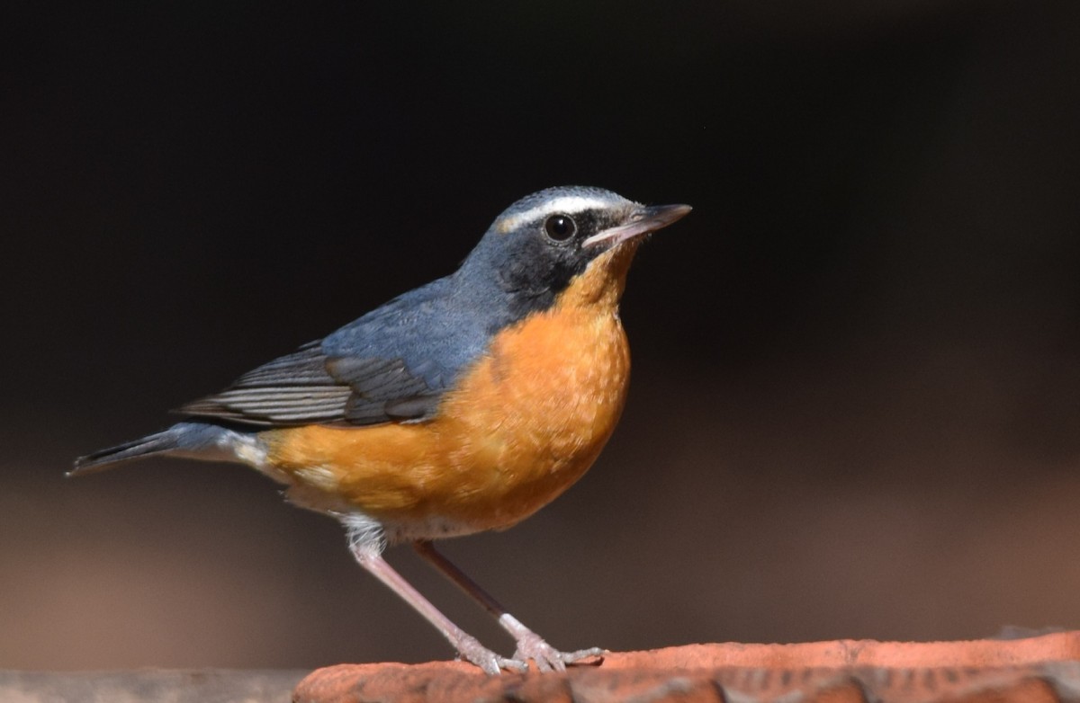 Indian Blue Robin - ML538205391