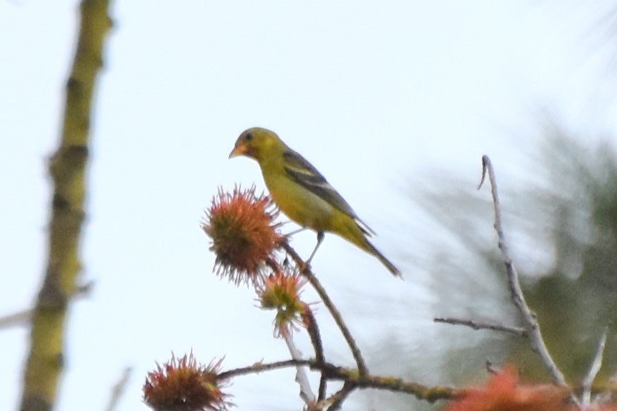 Western Tanager - ML538205441
