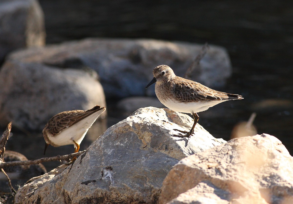 Least Sandpiper - ML538206531