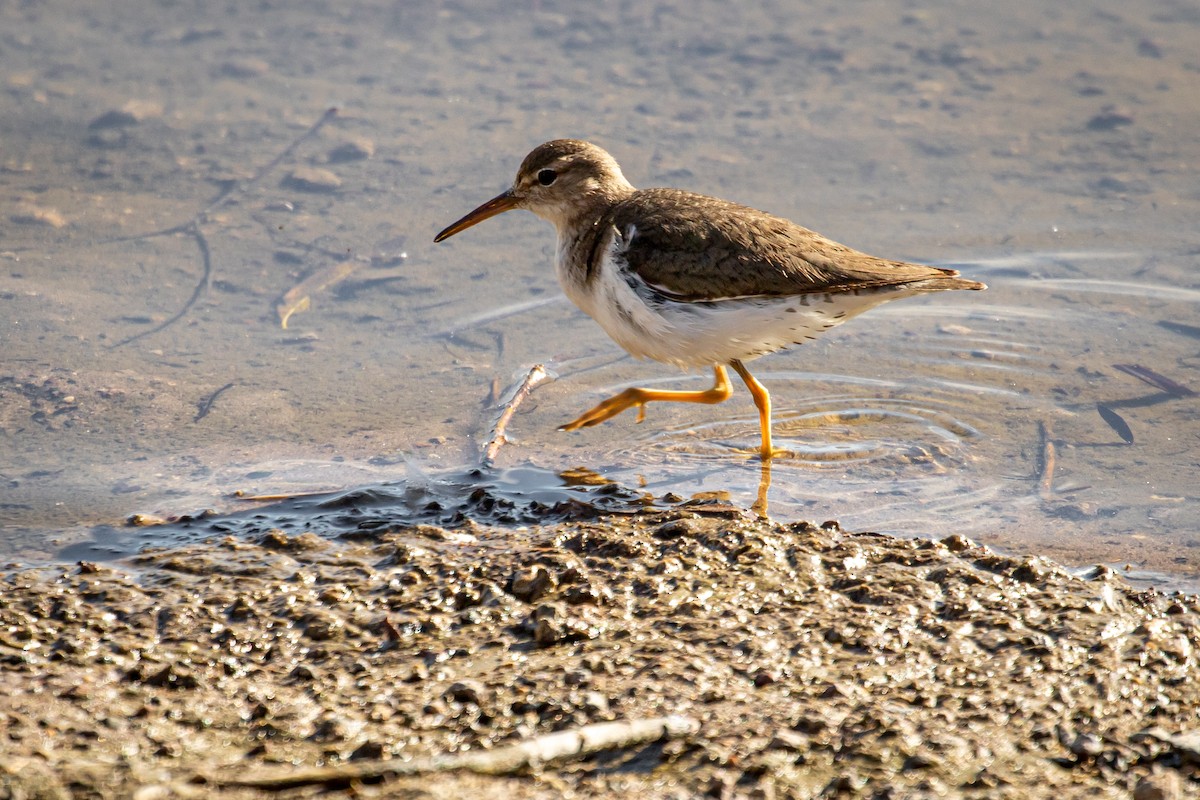 Spotted Sandpiper - ML538207251