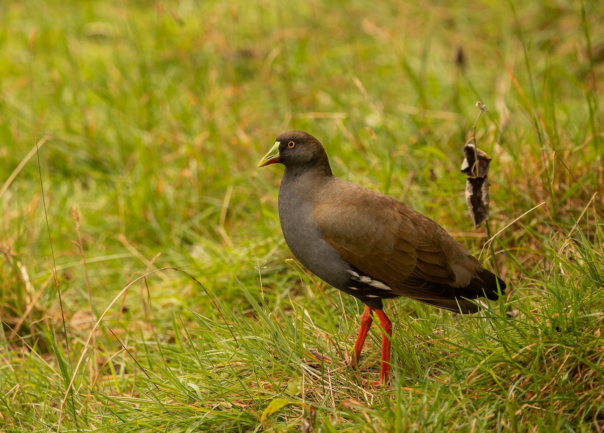 Black-tailed Nativehen - Donavin de Jager