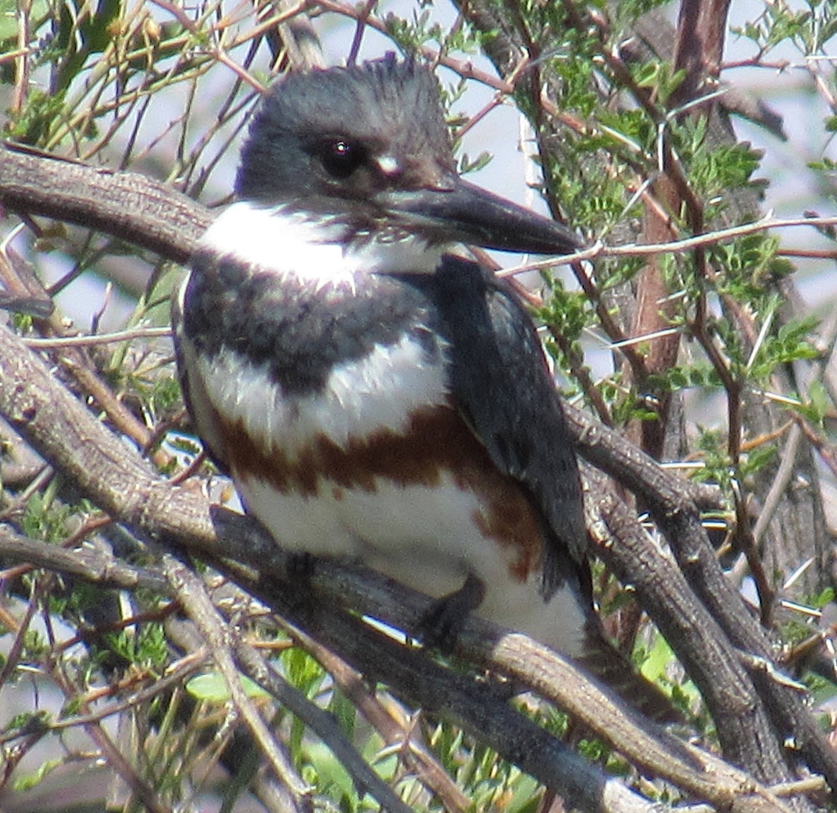 Belted Kingfisher - ML53820881