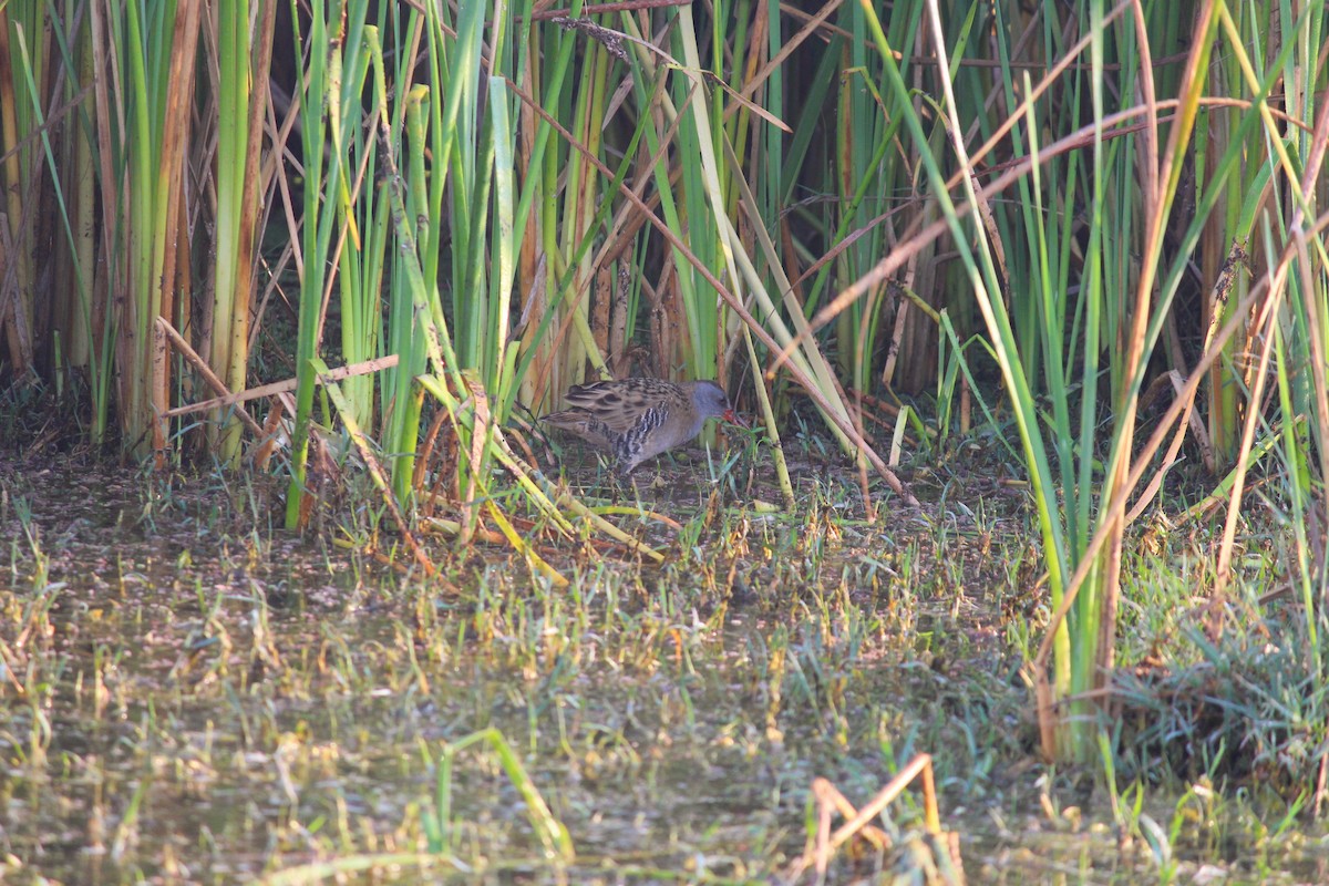 rail/crake sp. - ML538208811