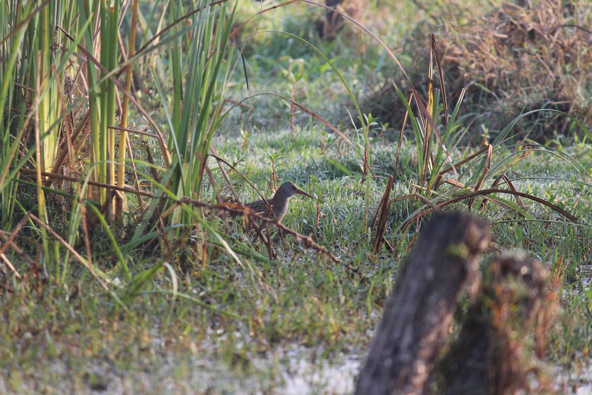 rail/crake sp. - ML538208841