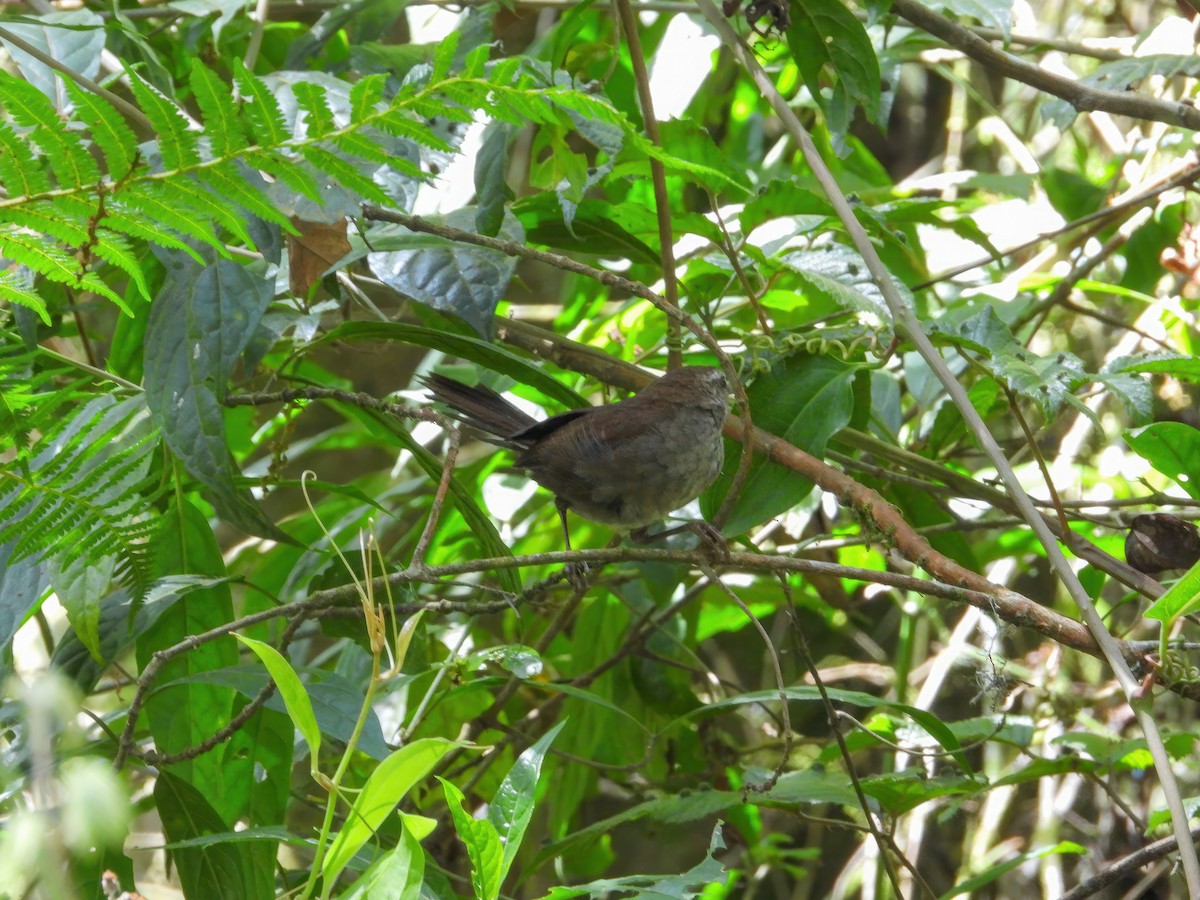 Evergreen-forest Warbler - ML538208941