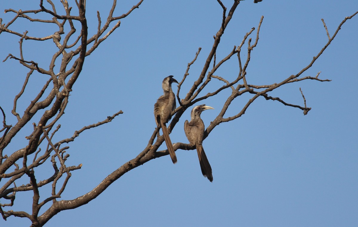 Indian Gray Hornbill - ML538209091