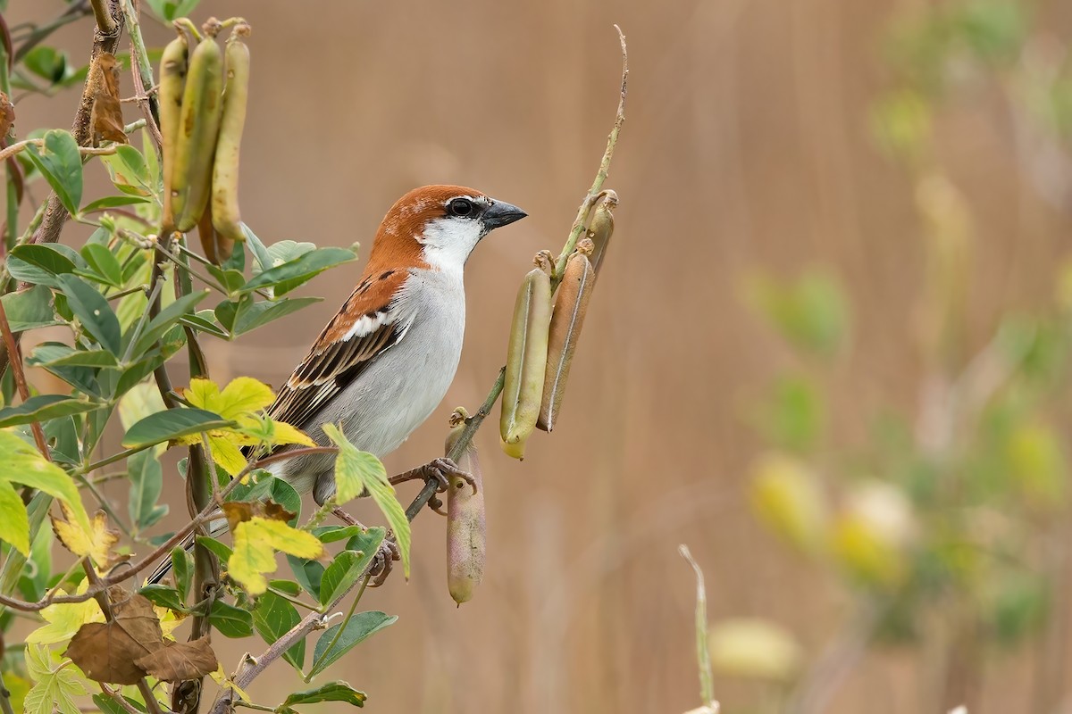 Russet Sparrow - ML538209371